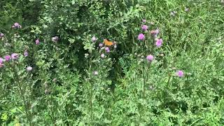 ミドリヒョウモンArgynnis paphia (Silver Washed Fritillary) 2024/06/30 Reotier France