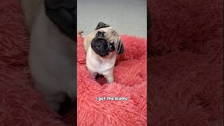 I always get the blame 😒 #dog #pug #cute #funny #fyp #shorts