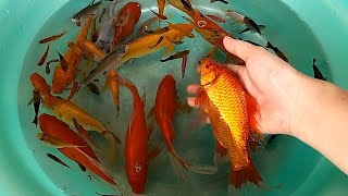 Pink Blue Fish Molly Guppy Swordtail Fish Carp Goldfish Koi Perch Cute animals Videos