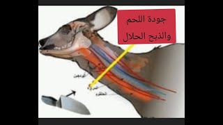 فوائد الذبح بالطريقة الاسلامية (الحلال ) وتأثيرها علي جودة اللحوم- طريقة ذبح أضحية العيد-نصائح هامة