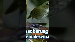 Suara pikat burung semak-semak mp3