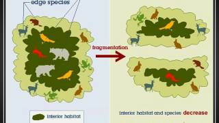 Lecture 11   Wildlife Management Part 3 Video