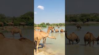 Camels of the ponds #shorts  #shortvideo  #youtubeshorts