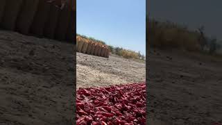 Red chilies project of Saudagar organic farm Loralai