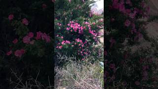 Siachen flowers #yoyosarkarvlog #Shorts