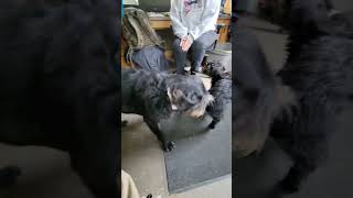 Office dogs BRAWL