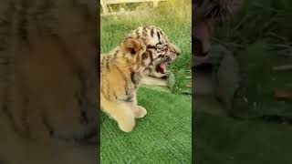 cutest tiger cub you have ever seen 🥰 🥰 🥰 #Shorts