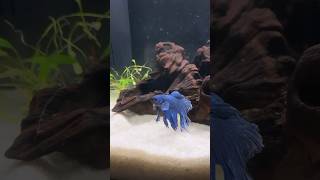 cute blue betta fish exploring 💙🐠