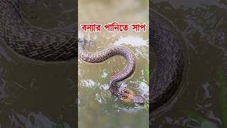 বন্যার পানিতে সাপের হাত থেকে কিভাবে বাঁচবেন? ভিডিওটি দেখে শিখে রাখুন #snakevideo #snake #সাপ