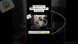 CON CHI STA GIOCANDO IL CANE? 😱👹 #youtube #paranormal #ghost #horrorstories #reels #shorts