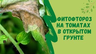 Фитофтороз  на томатах в открытом грунте