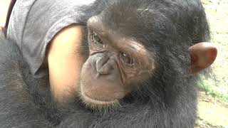 Chimpanzees Sanctuary Marienberg Cameroon