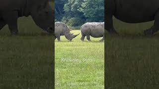 Rhinos at Knowsley Safari Park #shorts #love #wildlife