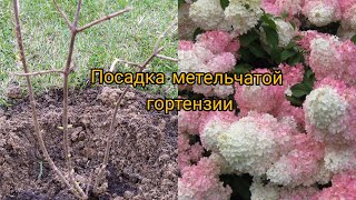 Пересадка метельчатой гортензии. Сажаю на постоянное место. Посадка по всем правилам.