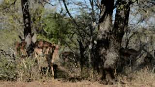 this is a gazelle