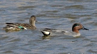 ПОЛЮВАННЯ НА ПЕРНАТИХ, добуто два чирки!🎯🦆