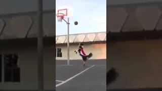 Un Chien 🐕Pro du Basketball 🏀 !!