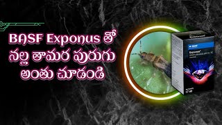 BASF Exponus uses for Black Thrips in Mirchi || Full details in Telugu || TFS Sagubadi #Suryabhaskar