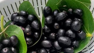 jambolan (black plum)