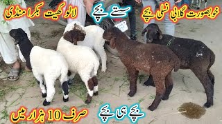 Lalukhet bakra mandi Update 2024 l Dumba Kids l Gulabi Goat Babies l Bakra Mandi Karachi l