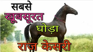 Very Most Beautiful Horse '' RAJ KESRI ''