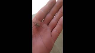 Spider - паук в руках #Shorts