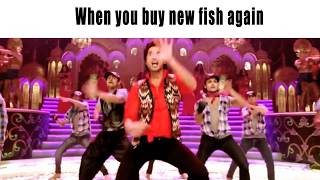 Life Of A Fishkeeper | The Bollywood Style | The Indian Fishkeeper