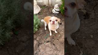 Вокруг ПИРИРОДААА😁🐕Чихуахуа) #shortsvideo #смешныеживотные #чихуахуа #крым