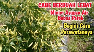 CABE BERBUAH LEBAT⁉️Cara Perawatan Tanaman Cabe Disaat Cuaca Ekstrem