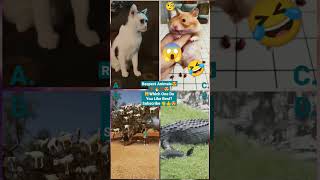 Funny Animal Videos 2022 - Funniest Cute Cats And Dogs Video #cat #shorts #animals #trending #tiktok