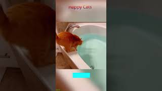 Funny cat videos 🤣📷 #cat #catlover #funnycat #shortvideo #shortsfeed #shorts EPISODE 5340