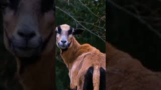 #Saanen #goatI #celandic sheep #Cameroon# sheep #Fainting goat