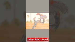 Parrot Baek Aseel Murga | Rooster Aseel | #shorts #aseel #aseelmurga #rooster