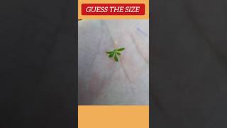 guess the size in seconds 😎💥 #viral #diy #satisfying #stopmotion #trending #shorts #viralchallenge