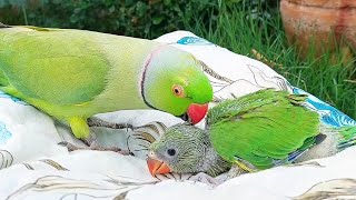 Parrot Talking Videos Compilation | Talking Parrot Greeting Baby Parrot Compilation