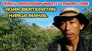 U : WAJIB TAHU‼️WAKTU TANAM CABE AGAR LEBIH MENGUNTUNGKAN PETANI