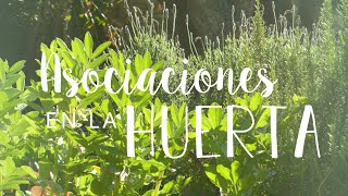 ASOCIACIONES en la HUERTA | Cómo podemos asociar nuestros cultivos y sus beneficios #biodiversidad