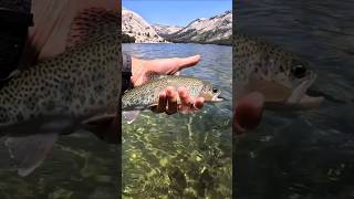 FLY FISHING YOSEMITE NATIONAL PARK WILD TROUT.  This one’s a banger boys n’ girls. #flyfishing