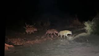 Hyenas hunting at night