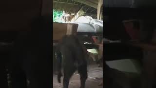 Dog vs Monkey Fight