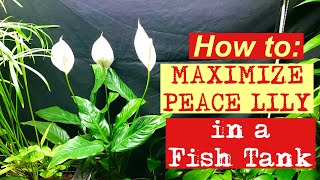 🐟🪴💪How to: Maximize PEACE LILY in a  fish tank 💪🪴🐟