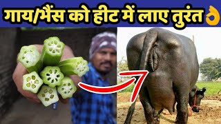 गाय/भैंस को हीट में लाए 4-5 दिनों में👌|Gaay/Bhains ko heat|Cow/Buffalo heat problem solution.