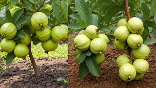 How To Propagate Guavas Trees With Aloe Vera