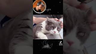 So Funny Cats & Dog 😹 - Thông Minh và Ngớ Ngẩn Nhất 😂 - #Shorts