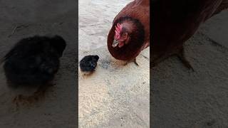 Punjab's Adorable Baby Chick - You Have To See! #beattrack #birds #track #chicks #pets#aseelmurga