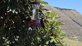 Hummingbirds in the Andes Mountains