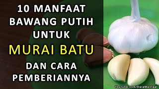 10 Manfaat Bawang Putih Untuk Murai Batu Dan Cara Pemberian Yang Paling Aman!