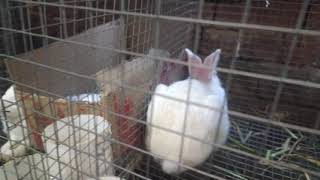 rabbit farming Telugu address nalgonda district narketpally mandal tondlalvai village 8096427104