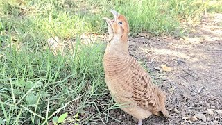 Teetar ki awaz - Teetar voice - Irani teetar ki awaz