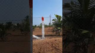 Beautiful Coconut farm in Tamilnadu | Model Farming | Coconut Farming tips